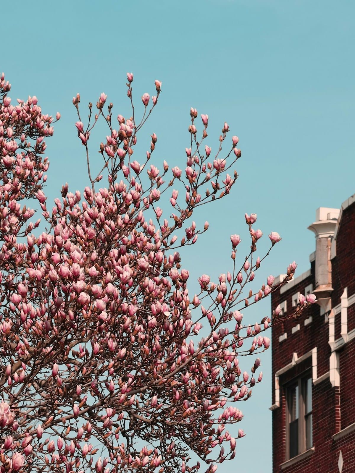 Magnolia in blossom beside a brick building